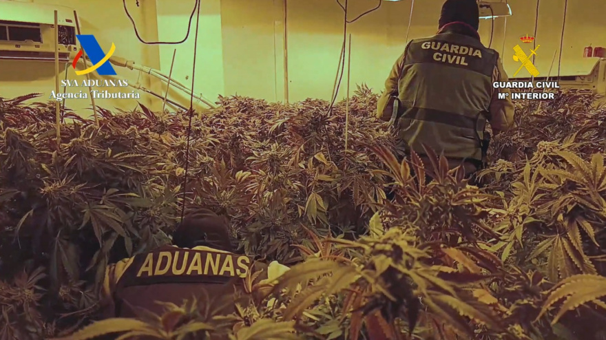 Cuatro detenidos en Aguadulce en una operación con más de 1.700 plantas de marihuana