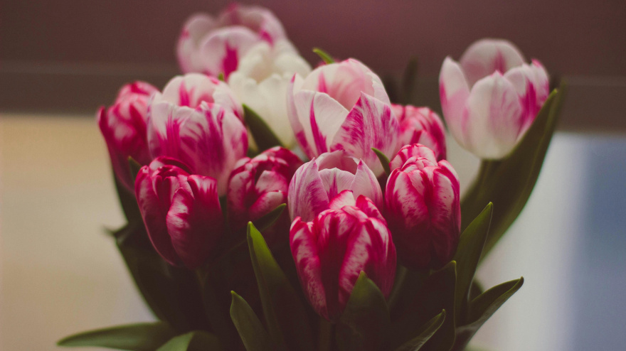 Las flores que florecen en marzo