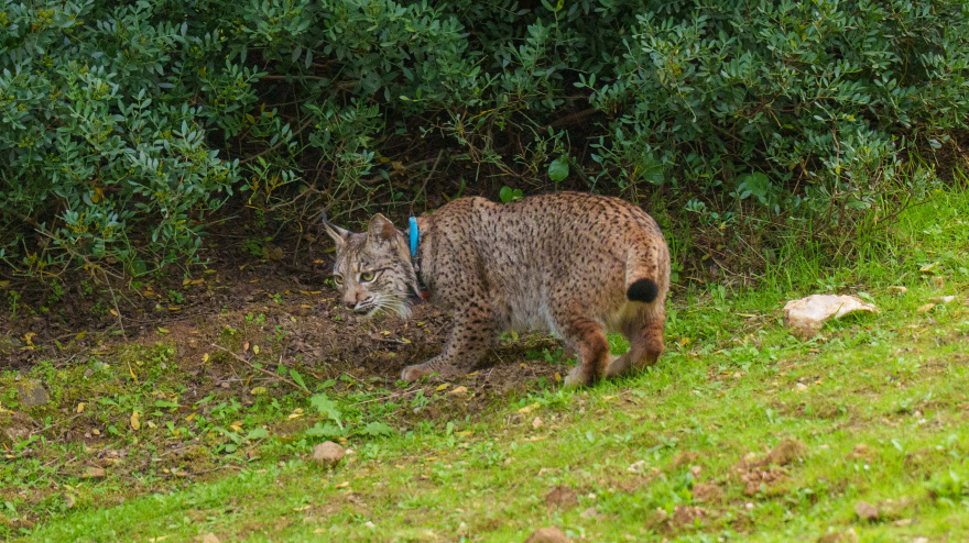 Imágenes del lince liberado hoy en la finca La Matallana.