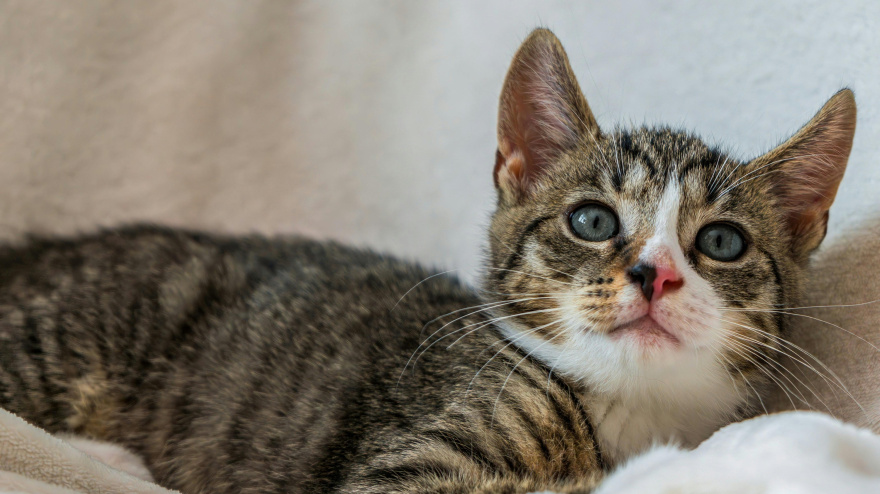 Eliminar los pelos de las mascotas de los tejidos