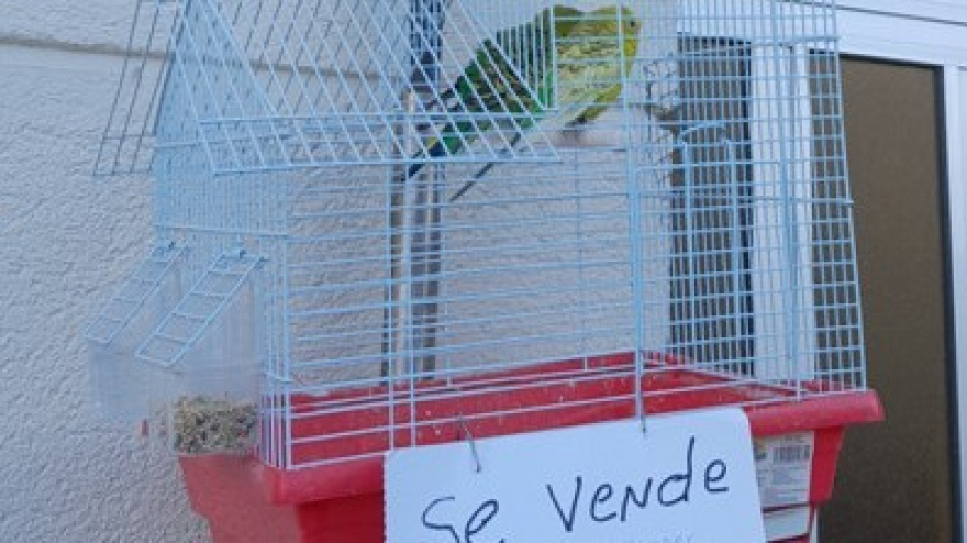 Pájaros en venta