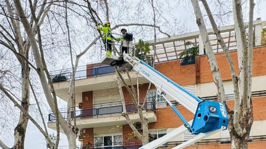 Técnicos de Parques y Jardines de Lorca, revisando los árboles