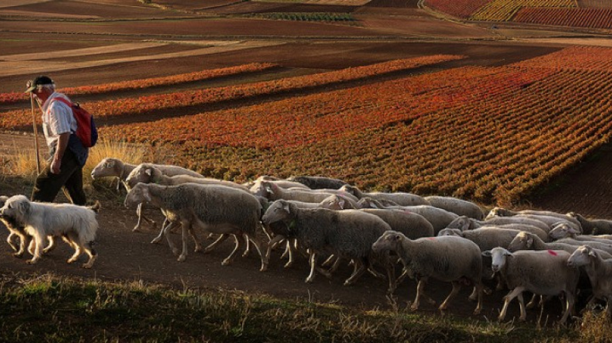 Los desafíos de la ganadería en La Rioja