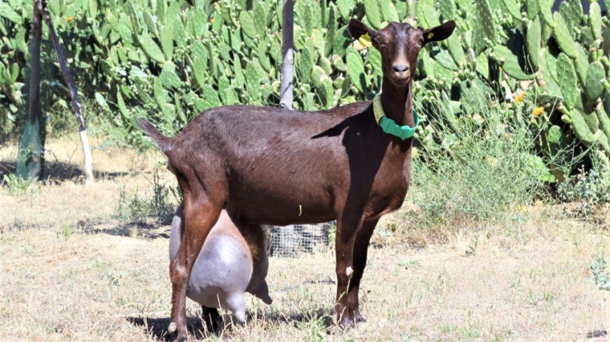 Un ejemplar de la raza de cabra murciano-granadina