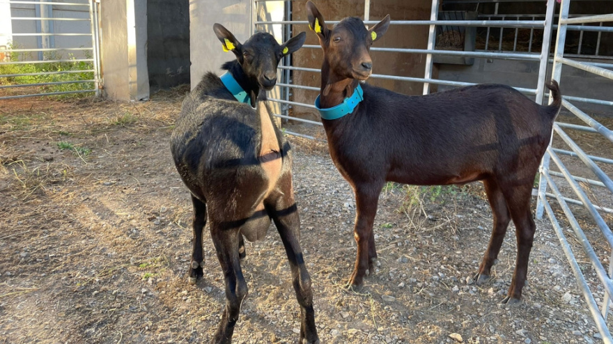 Cabra murciano-granadina