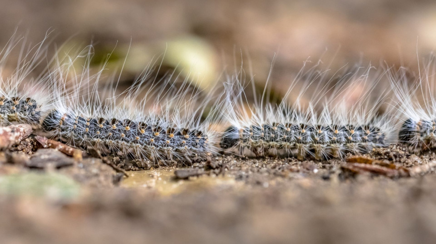 Aspecto de un gusano de procesionaria de cerca