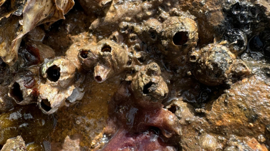 Una imagen aportada por la Universidad de Oviedo sobre esta investigación