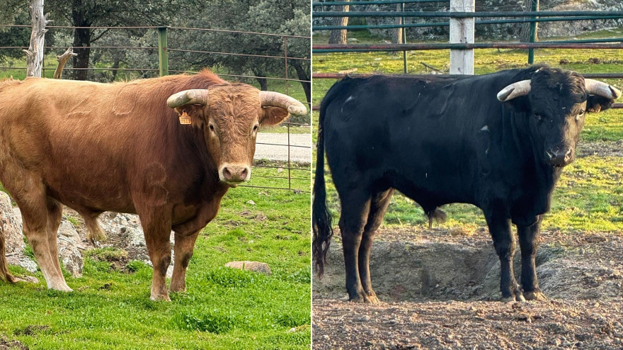 Un novillo de El Retamar y otro de Flor de Jara para ser lidiados en San Agustín del Guadalix