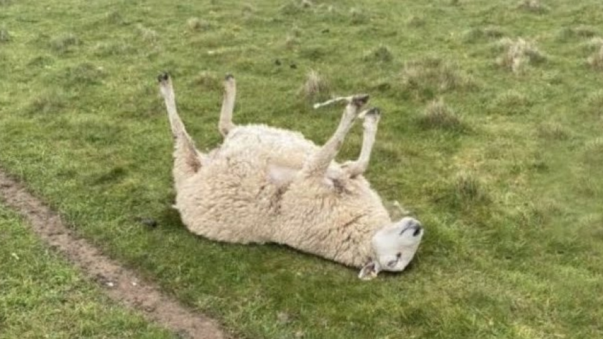 Ovejas "Patas Arriba"