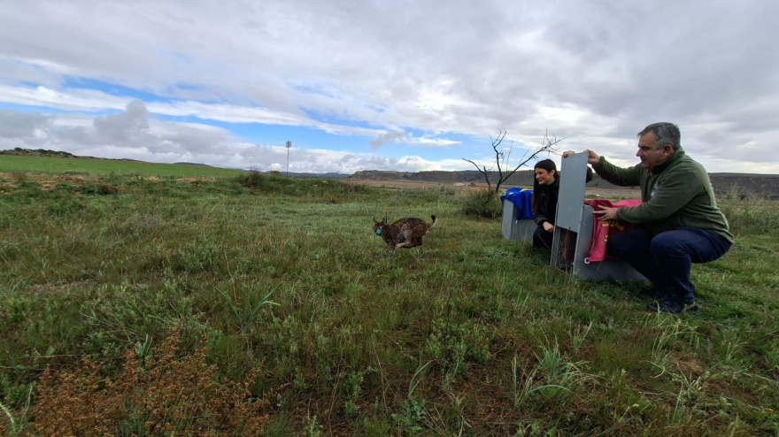 El consejero de Medio Ambiente durante la liberación de los linces en Lorca