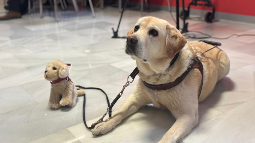 Guía, el peluche solidario para dar a conocer la labor de los perros lazarillos