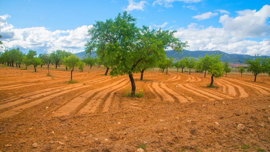 Pistachos. Daimiel, provincia de Ciudad Real