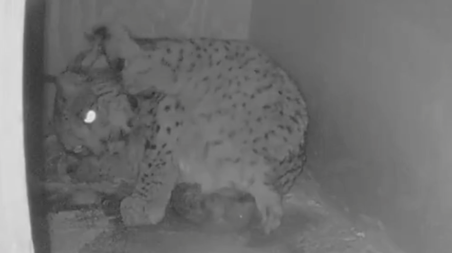 Hubara con sus tres cachorros