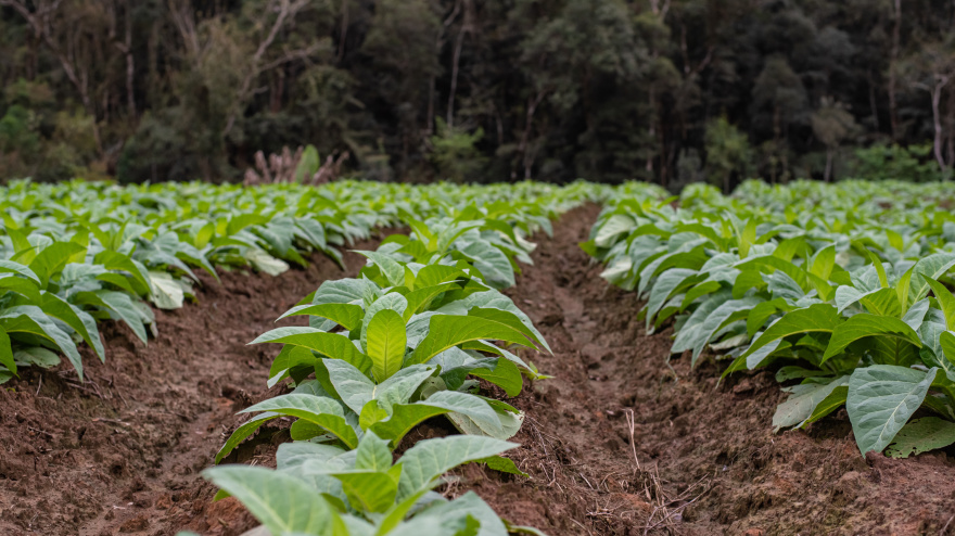 Plantación de tabaco