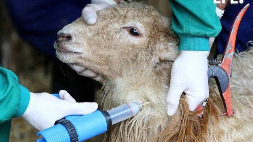 Enfermedad lengua azul