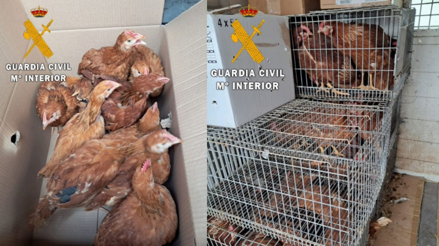 Guardia Civil ha localizado a un varón vendiendo aves en una furgoneta en alerta por gripe aviar en Viana