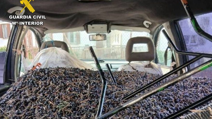 Cargamento de aceitunas robadas