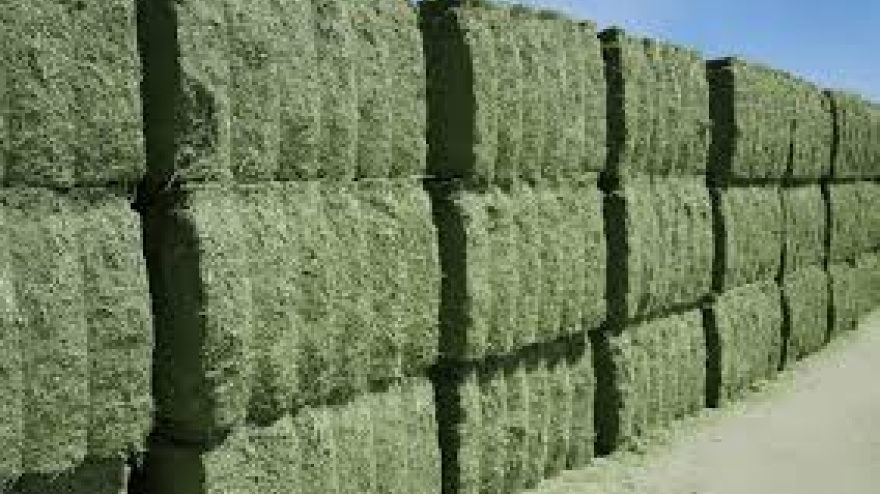pacas de alfalfa