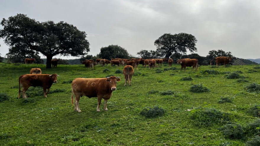 Luis Ramírez ASAJA Cádiz | 11 marzo 2026
