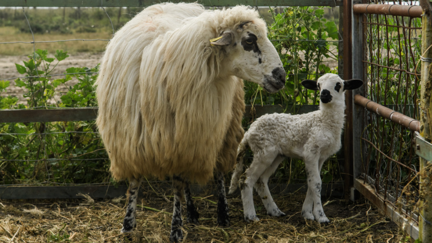 Un veterano pastor de Valladolid lanza un SOS para salvar a la oveja churra