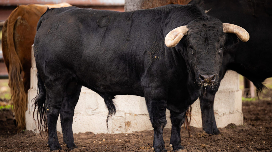 Los toros de Garcigrande para Arles