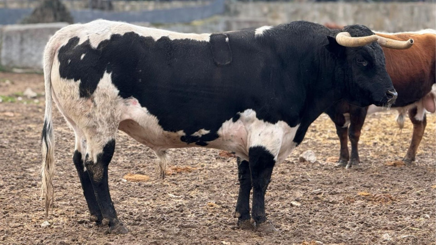 Novillo de Quintas para El Álamo