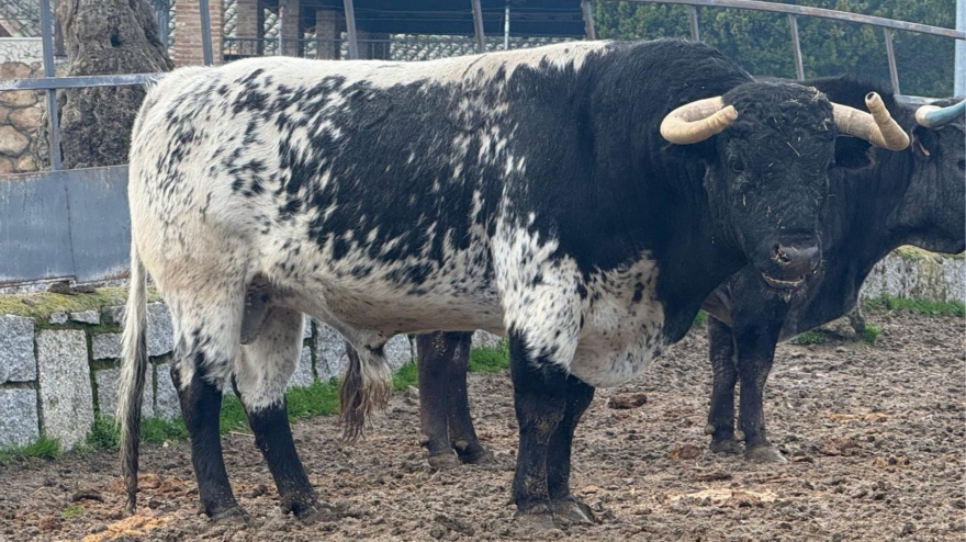 Novillo de Quintas para El Álamo
