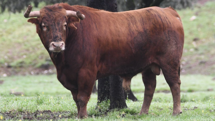 Los toros de Román Sorando para Illescas