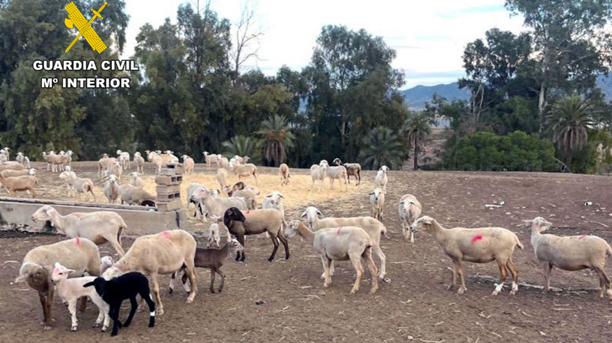 Ovejas robadas en Lorca que han sido recuperadas por la Guardia Civil