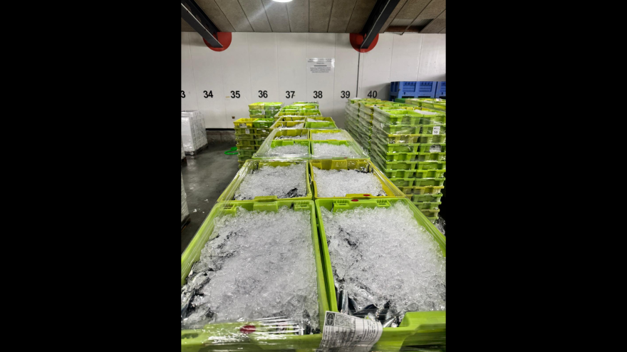 Descarga de anchoas en los puertos vascos
