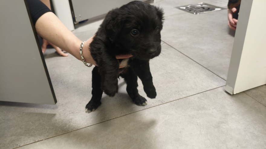 Ponferrada (León) se moviliza para encontrar un hogar a ocho cachorros  abandonados