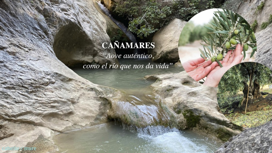 La Unión de Chilluévar revela el secreto de su aceite: la fusión de picual y royal que triunfa