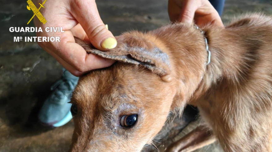 Perro maltratado en Moaña