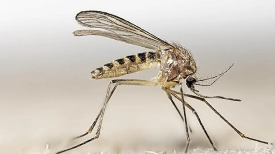 Mosquito culicolides, transmisor de la fiebre del Nilo