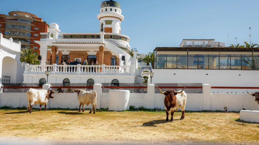 Los bueyes ya esperan en la Venta de Antequera a la llegada de las corridas