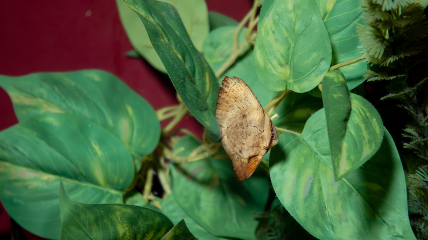 Pez Murciélago en el acuario de Loro Parque