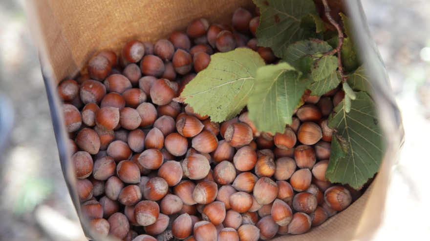 Avellana de Benassal