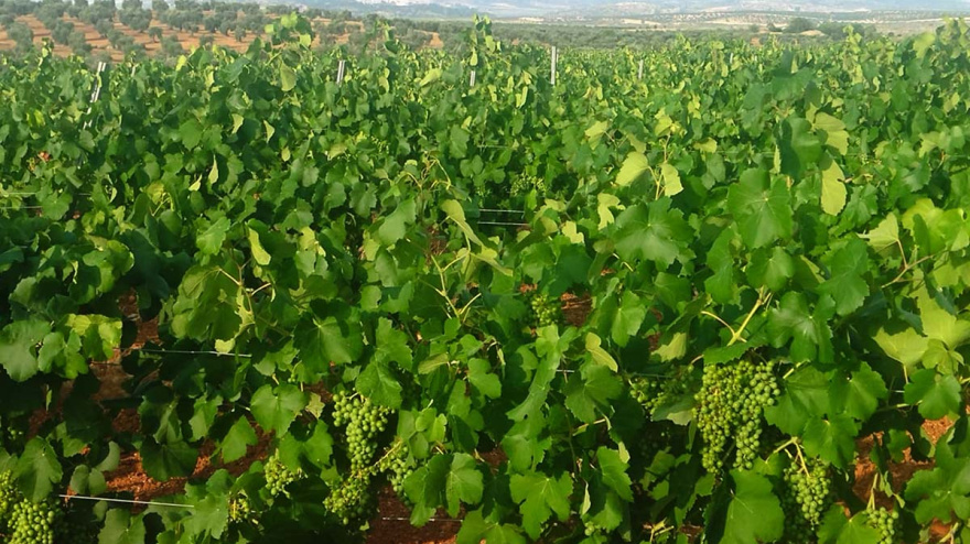 Plantación de uva cava en Tierra de Barros