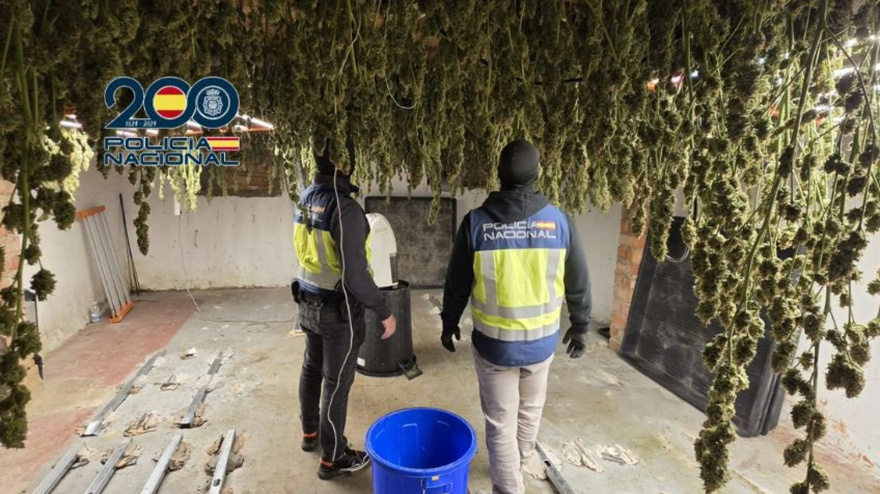 19/03/2026 Plantación de marihuana intervenida en Jerez