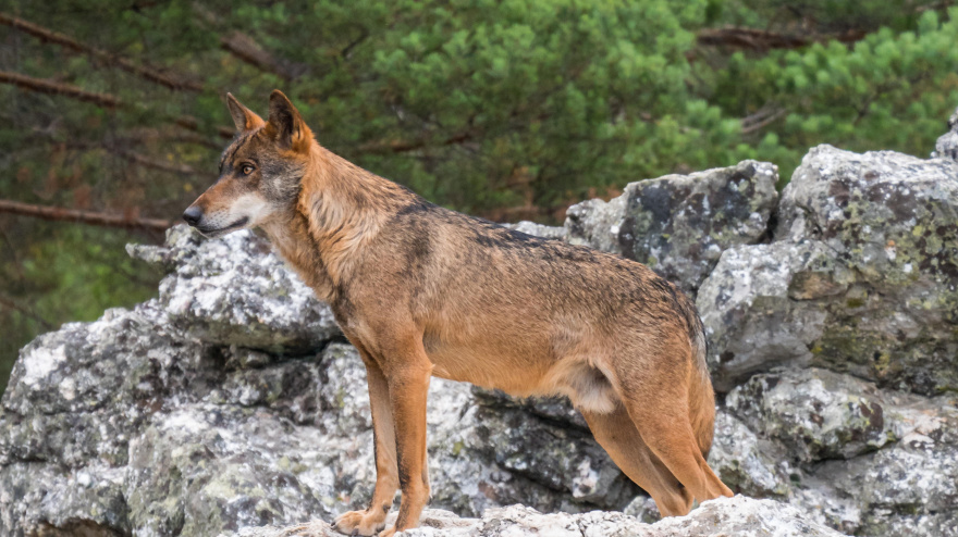 Lobo ibérico posando sobre una roca en un bosque de pinos en la Sierra de la Culebra, Zamora