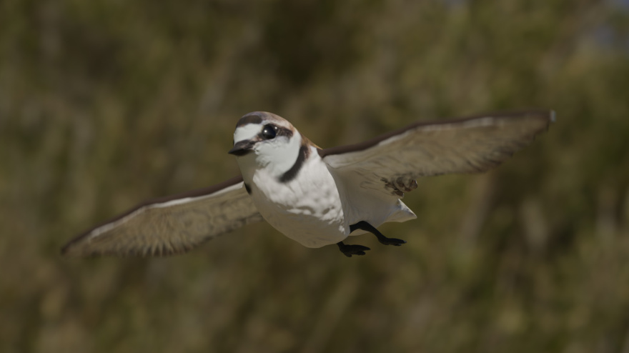 Chorlitejo patinegro