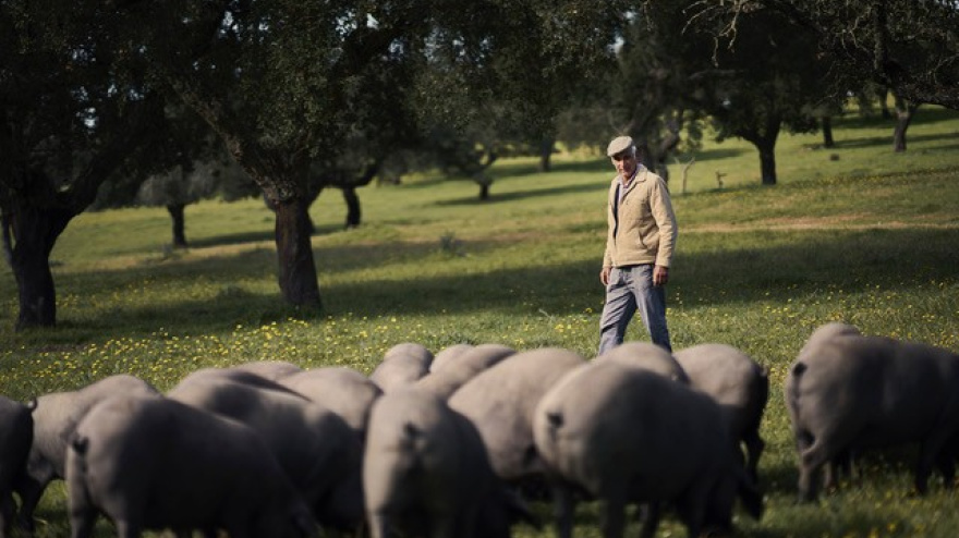 Jerez de los Caballeros acoge la décima edición de los Premios Porc d’Or Ibérico