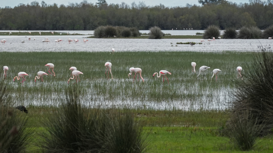 (Foto de ARCHIVO)Imagen del paraje natural de las marismas de Doñana presentando una inusual inundación del 90% de su superficie. A 12 de marzo de 2026 en Almonte, Huelva (Andalucía, España). Las marismas de Doñana, tras las últimas abundantes lluvias presentan una recuperación destacada con el 90% del total de su superficie inundada, su mejor nivel de agua en 15 años, hecho que ha alentado a la vegetación y la reproducción de la fauna en general. Con respecto a la situación de las lagunas no responden de igual manera ya que dependen, para su inundación de los acuíferos, un sistema significativamente mermado por la sobreexplotación a la que ha sido sometido.María José López / Europa Press12 MARZO 202610/3/2026