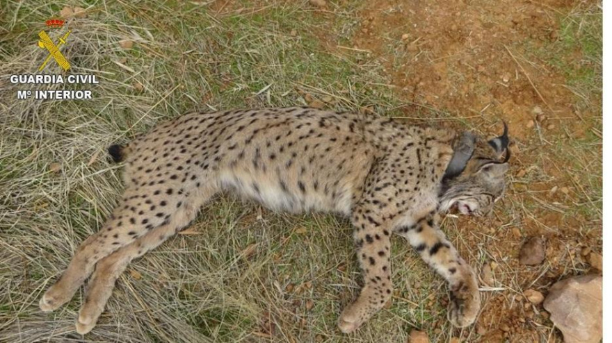 El lince fue abatido en 2019 y su cría murió por inanición
