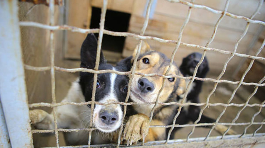 El calvario de Horus, el perro fallecido en una guardería ilegal de Mérida: "Lo entregaron muerto en dos sacos de pienso"