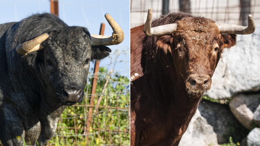 Los toros de Partido de Resina y Miranda Pérez-Tabernero para la Copa Chenel