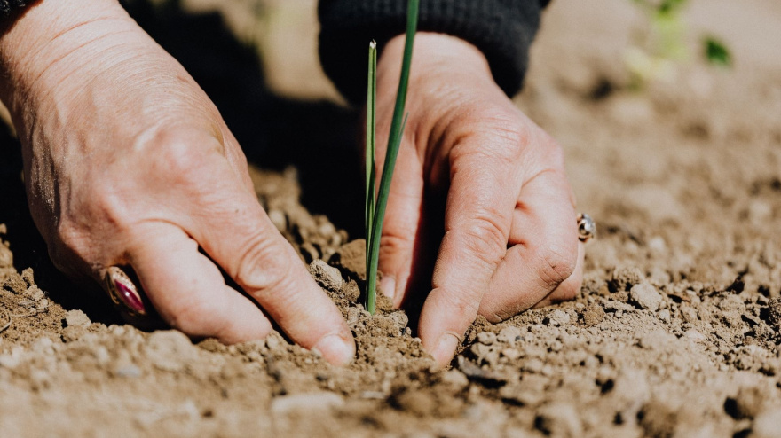 Mujer cultivando semillas