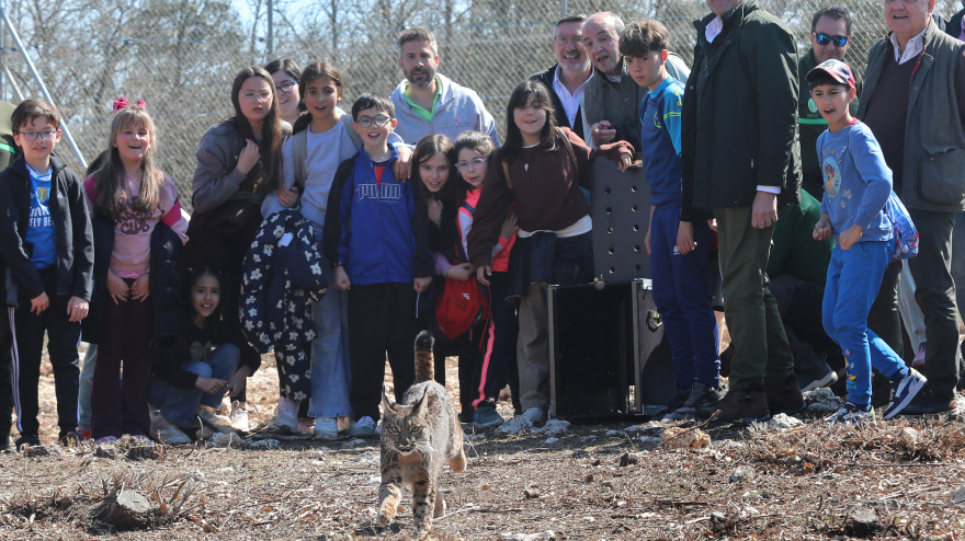 El consejero de Medio Ambiente, Vivienda y Ordenación del Territorio, Juan Carlos Suárez-Quiñones, asiste a la suelta de linces en Astudillo, en  el Cerrato Palentino, en la imagen momento de la suelta de Wapa