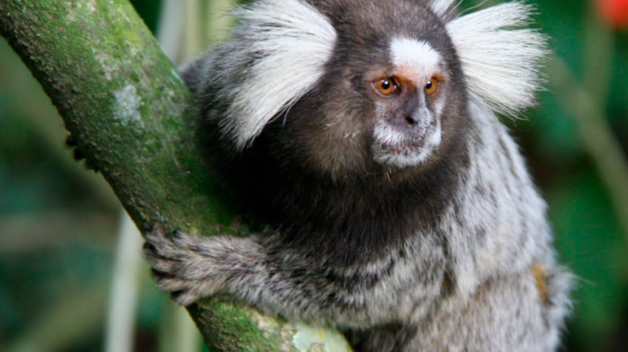 Imagen de un tití de Geoffroy en las instalaciones de Mundomar Benidorm.