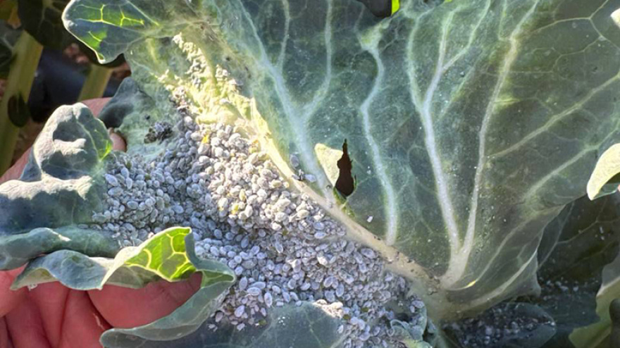 Cultivo afectado por el pulgón en una imagen de la asociación de productores y exportadores Proexport